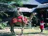Sarova Shaba Game Lodge - Camel Ride 